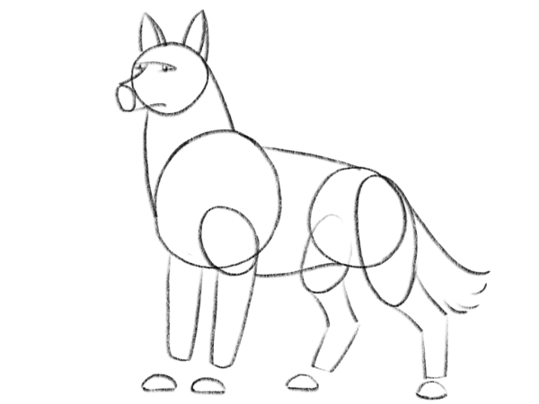 Немецкая овчарка карандашом