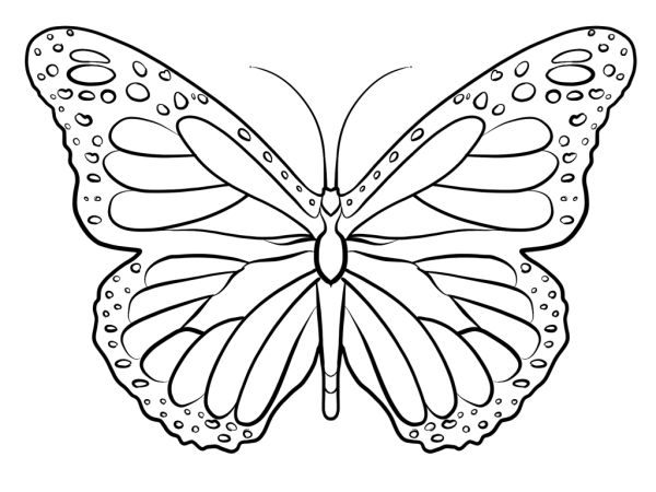 Раскраска "бабочки"