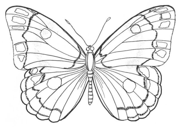 Бабочка Аполлон раскраска для детей