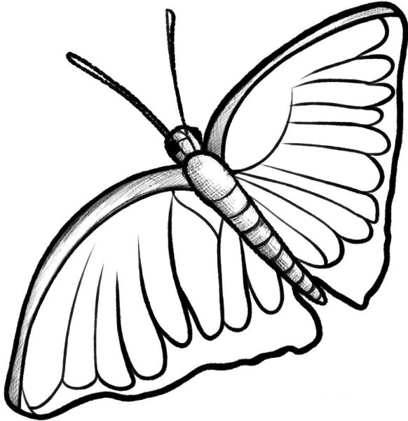 Детские рисунки бабочки карандашом
