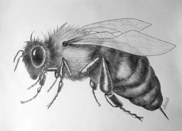 Пчела карандашом