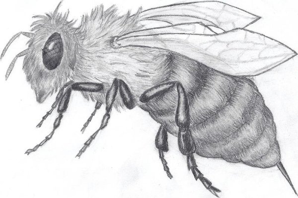 Оса карандашом