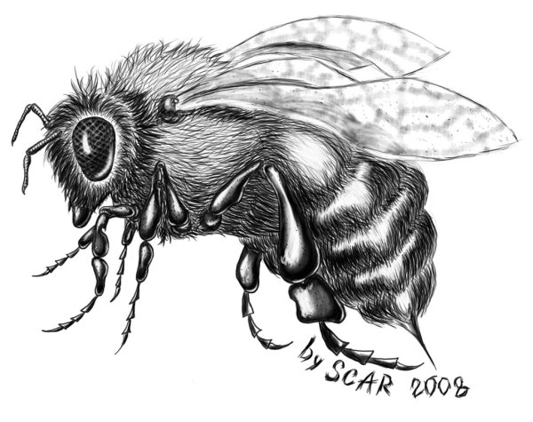Пчела рисунок