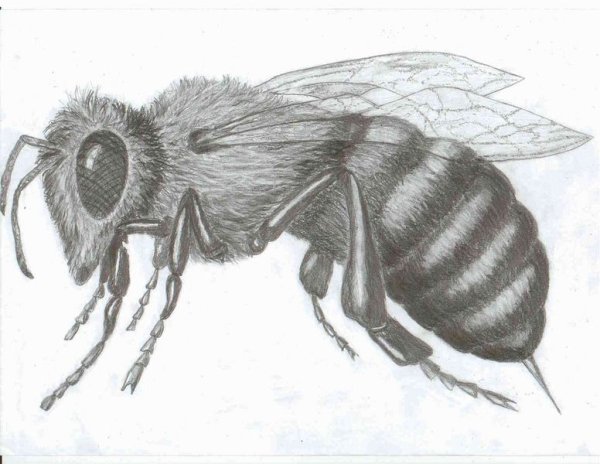 Пчела фото рисунок
