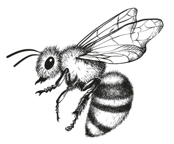 Нарисовать пчелу карандашом