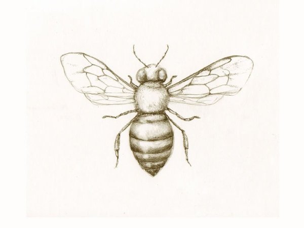 Рисунок пчелы карандашом для срисовки