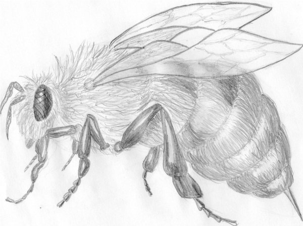 Пчела эскиз