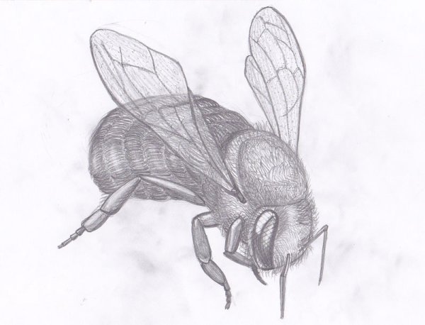 Пчела эскиз