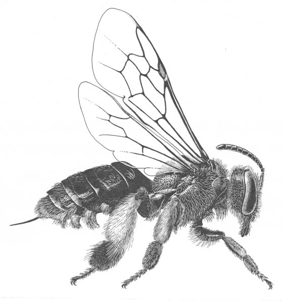 Пчела схематично