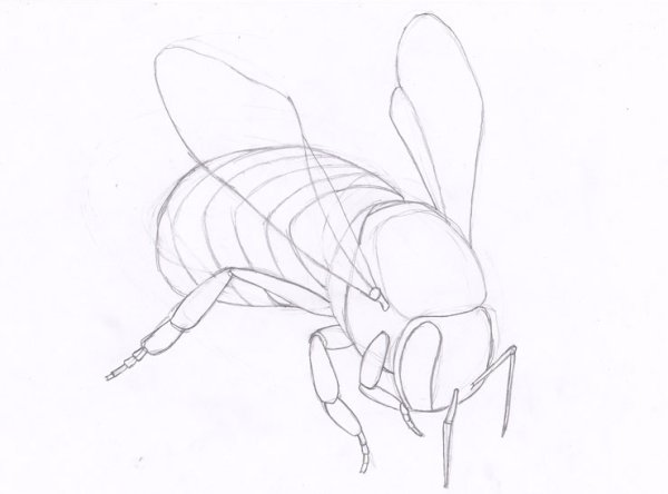 Раскраска насекомые пчела