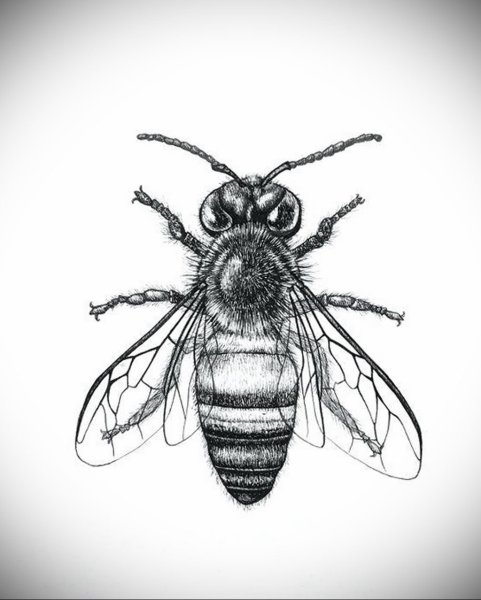 Пчела Графика