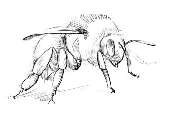 Пчела карандашом