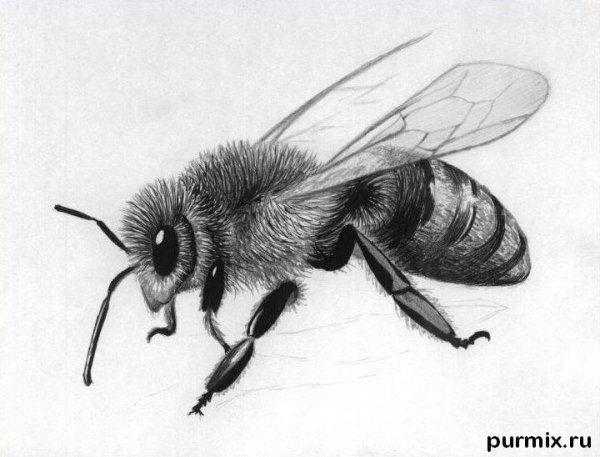 Шмель черно белый