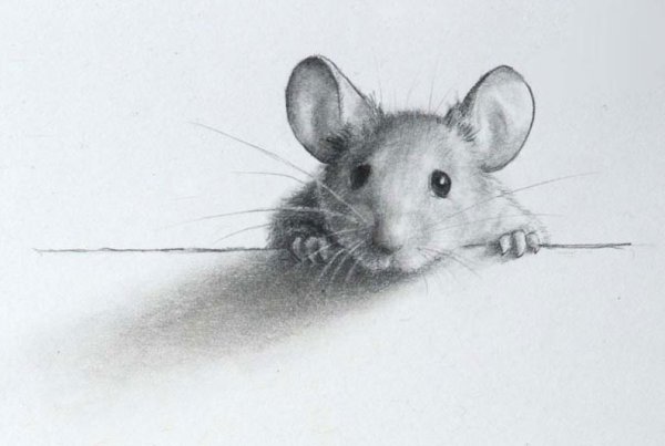 Мышка рисунок карандашом