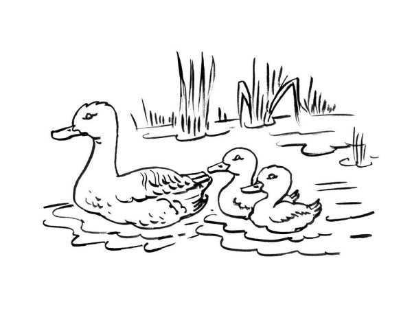 Утка раскраска