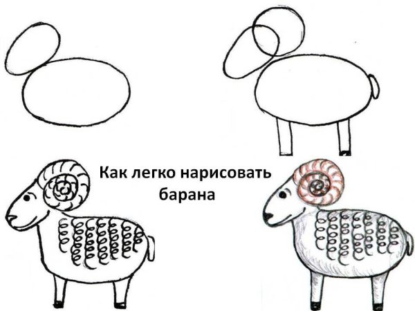 Рисование овцы