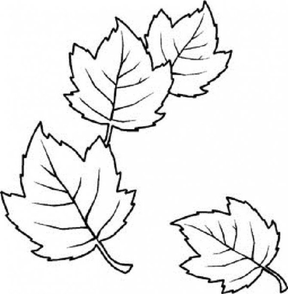 Лист клена раскраска