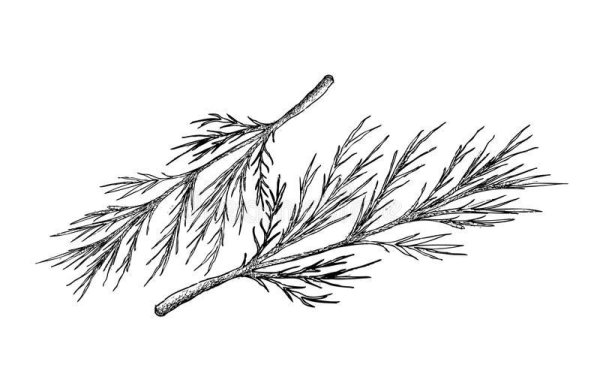 Укроп контур