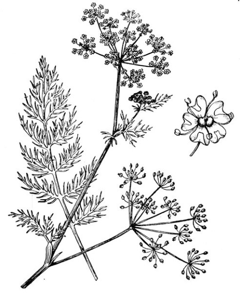 Укроп раскраска