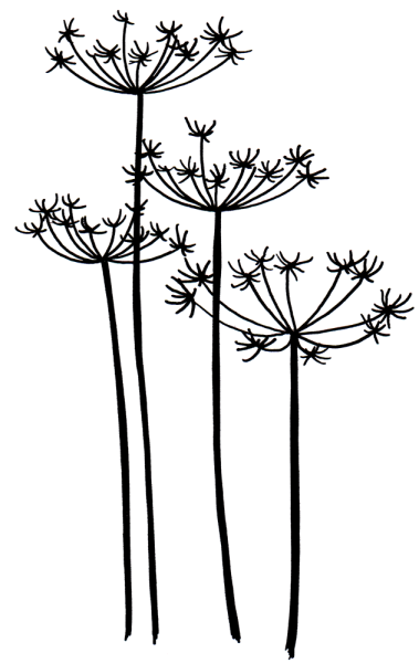 Плоды фенхеля Фармакогнозия