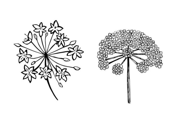 Раскраска укроп петрушка