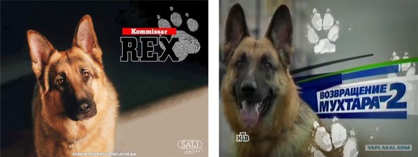 Возвращение Мухтара артём Колосов и Мухтар