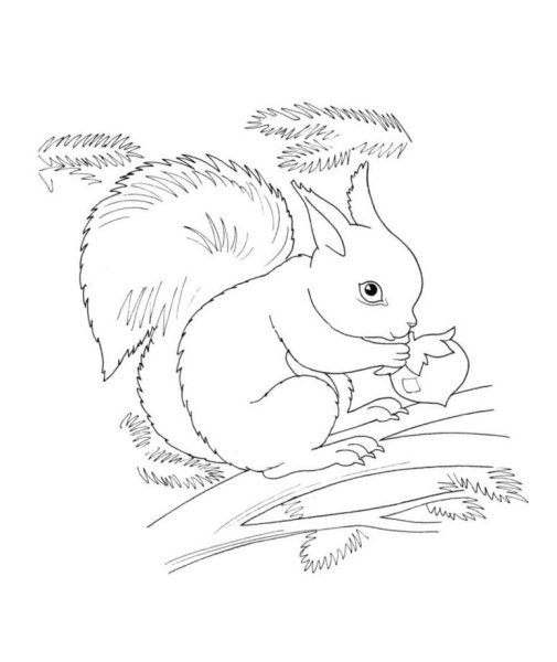 Поэтапное рисование белочки