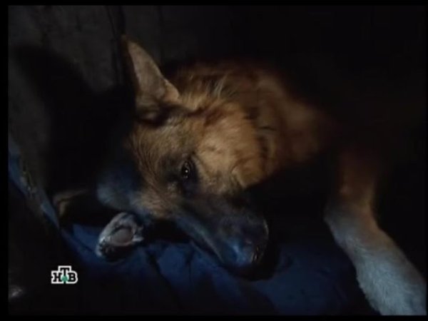 Возвращение Мухтара Максим Жаров