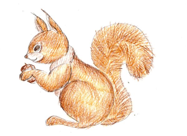 Как нарисовать белку