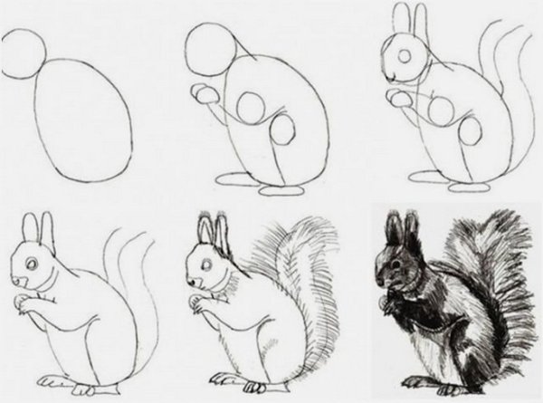 Раскраска Белочка