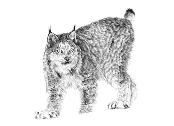 Морда рыси тату