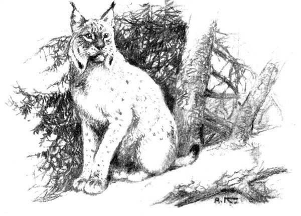 Lynx issiodorensis