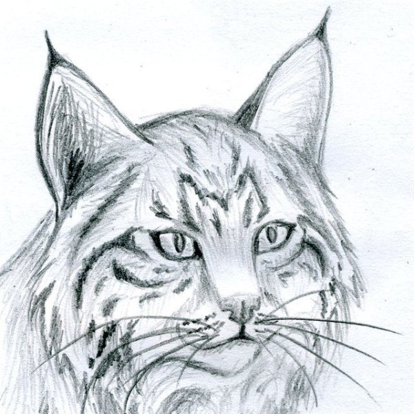 Морды животных карандашом