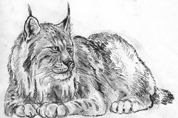 Рысь карандашом