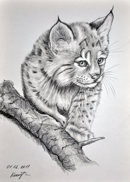 Рысь набросок