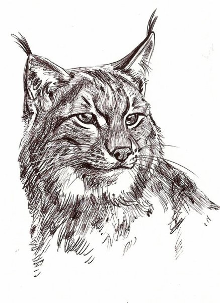 Рысь рисунок