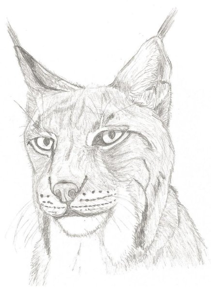 Рысь линером