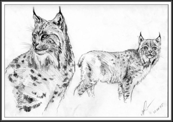 Рысь рисунок карандашом для срисовки
