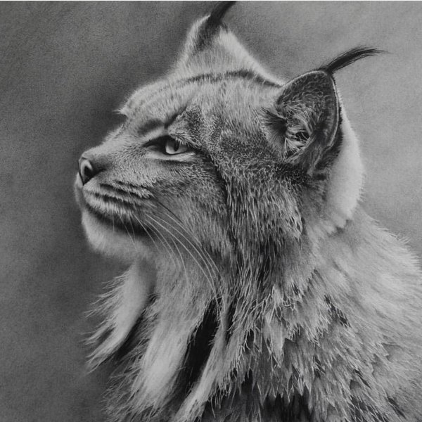 Зарисовки диких кошек