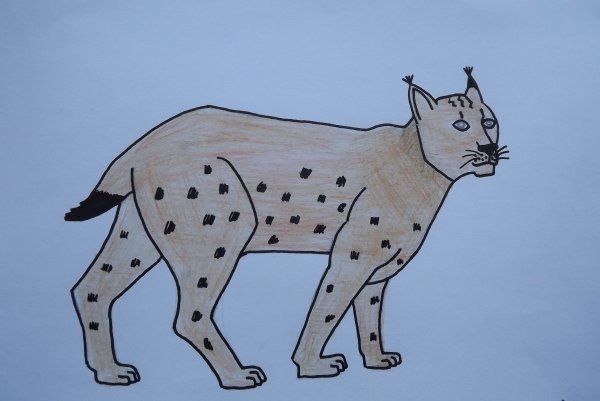 Рысь рисунок