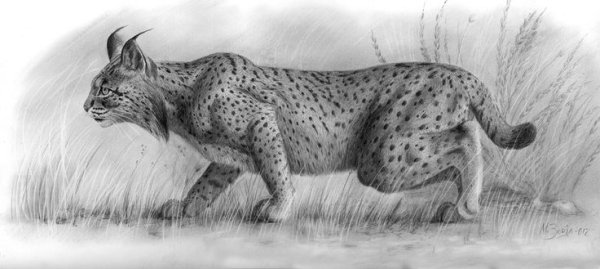 Рысь черно белая