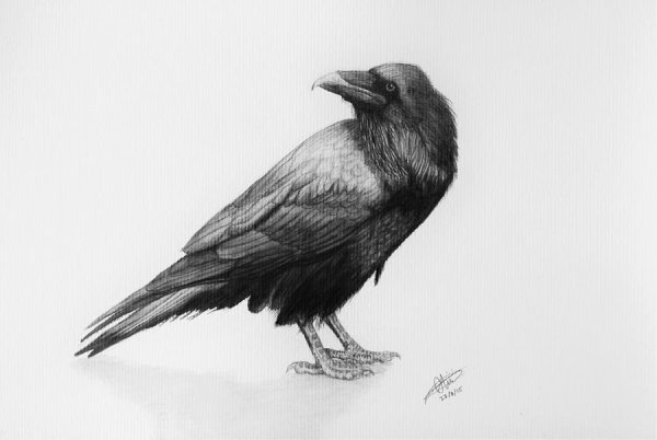 Ворона карандашом