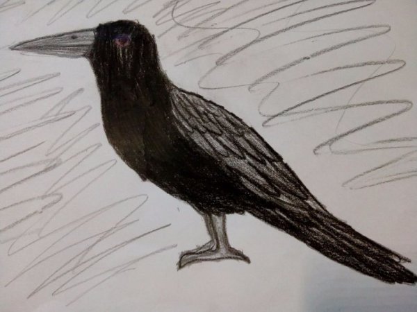 Иллюстрация вороны