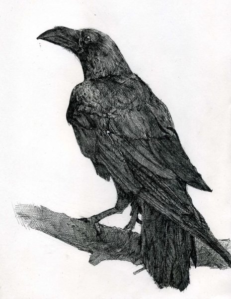 Ворона набросок