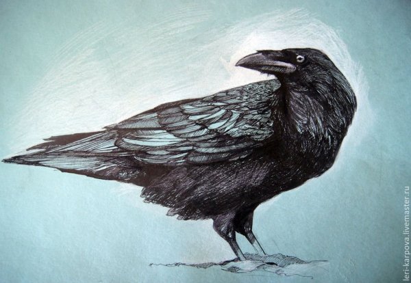 Ворона карандашом