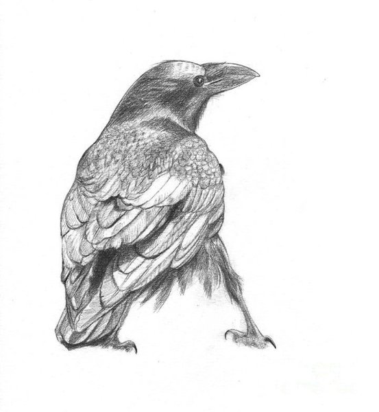 Ворон карандашом