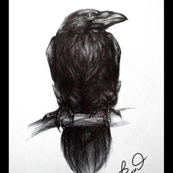 Ворон карандашом