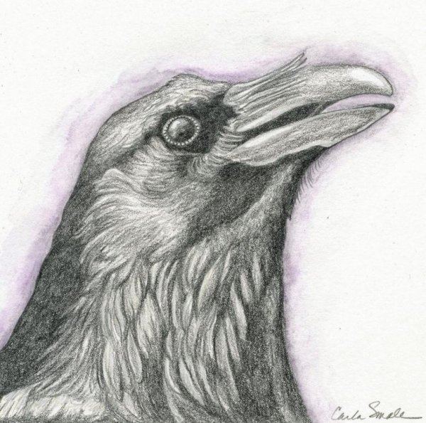 Ворона карандашом