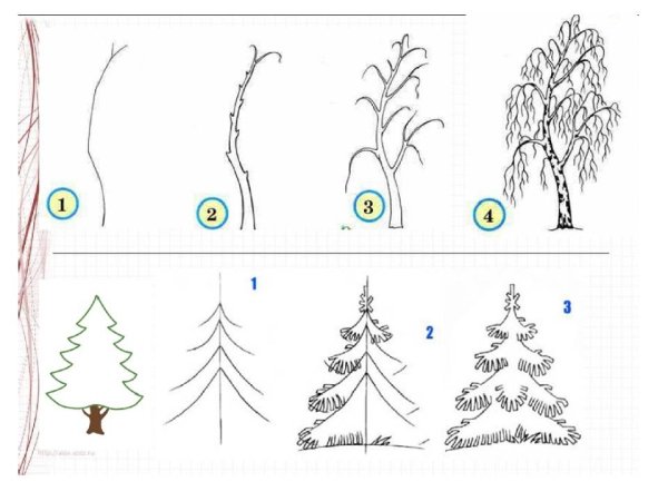 Раскраска ель и сосна