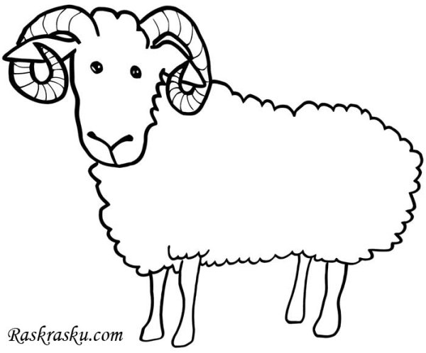 Баран раскраска для детей